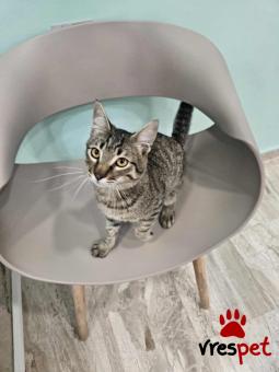 Ράτσα: Άγνωστο - Ημίαιμο | Ηλικία: 7 μηνών | Φύλο: Αρσενικό | Αρ. Microchip: - | Ημίαιμο | Περιοχή: Νέα Σμύρνη, Αττική